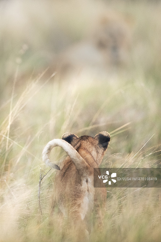 可爱的小狮子幼崽在肯尼亚马赛马拉草原跟踪母狮的肖像图片素材