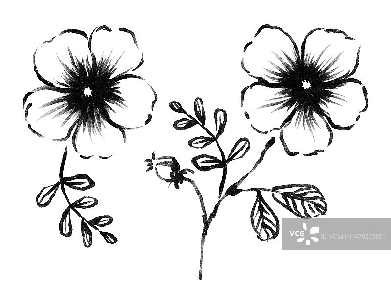 用笔绘制的花朵速写图片素材