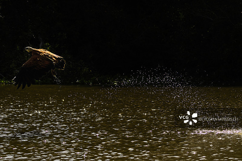 在潘塔纳尔匹克赛姆河中捕鱼的环颈翠鸟图片素材