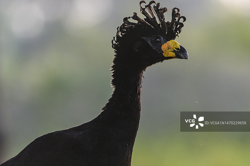 裸方面具鸟（克拉克斯）肖像，潘塔纳尔湿地图片素材