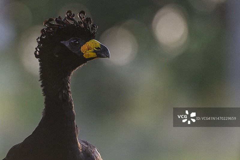 裸方面具鸟（克拉克斯）肖像，潘塔纳尔湿地图片素材