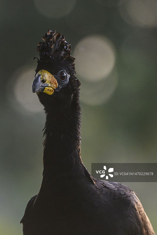 裸方面具鸟（克拉克斯）肖像，潘塔纳尔湿地图片素材