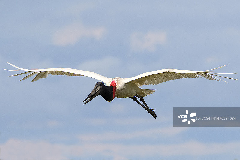 黑颈鹳图片素材