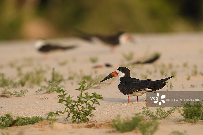 在库亚巴河的黑剪嘴鸥图片素材
