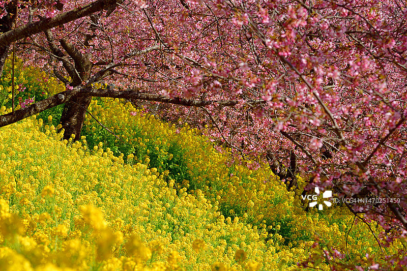 樱花背景下的油菜花图片素材