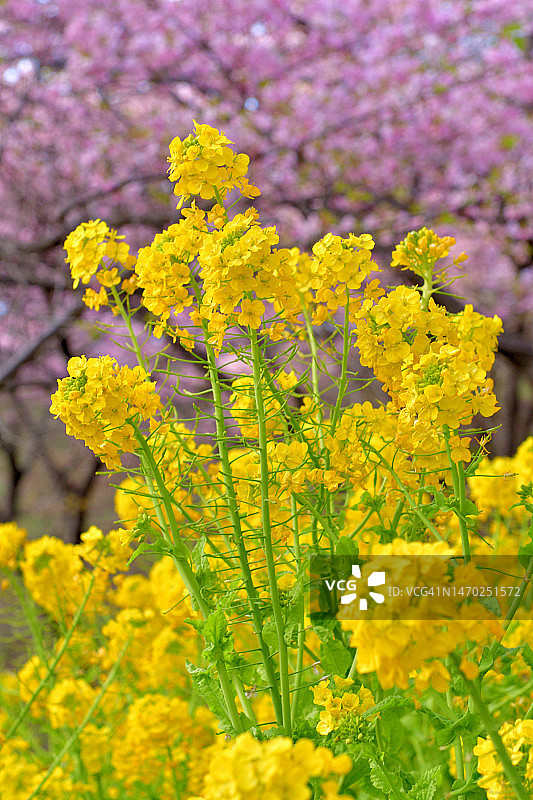 樱花背景下的油菜花图片素材