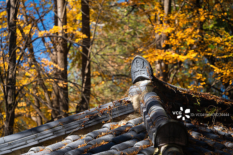 东亚秋季枫叶与旧传统房屋屋顶的场景图片素材