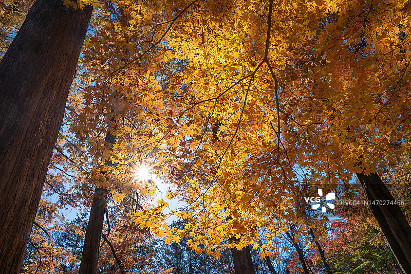 南怡岛上美丽的黄色枫树图片素材