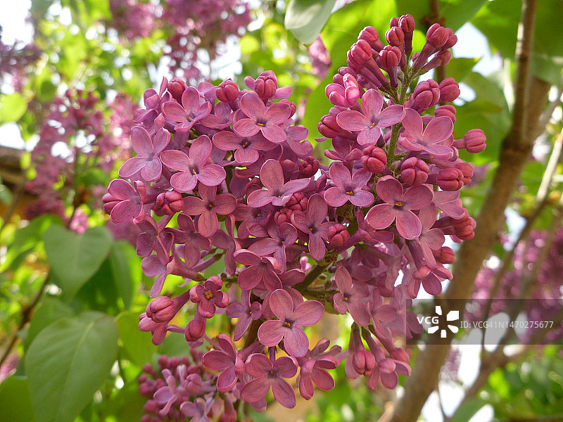 粉色开花植物特写，塞尔维亚图片素材