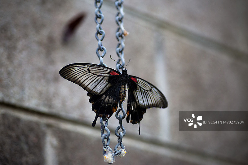 蝴蝶停留在植物上的特写，丹佛，科罗拉多州，美国图片素材
