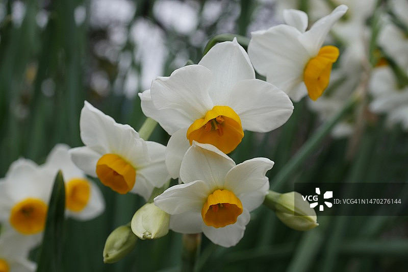 日本绫罗木白色水仙花特写图片素材