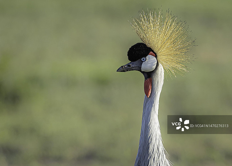 灰冕鹤特写，塞伦盖蒂，坦桑尼亚图片素材