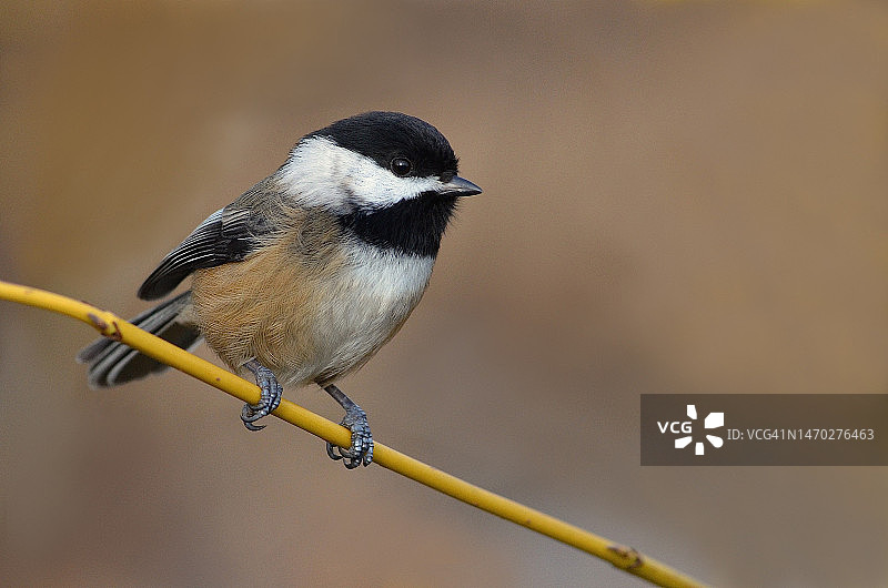 栖息在树枝上的山雀特写，加拿大不列颠哥伦比亚省列治文图片素材