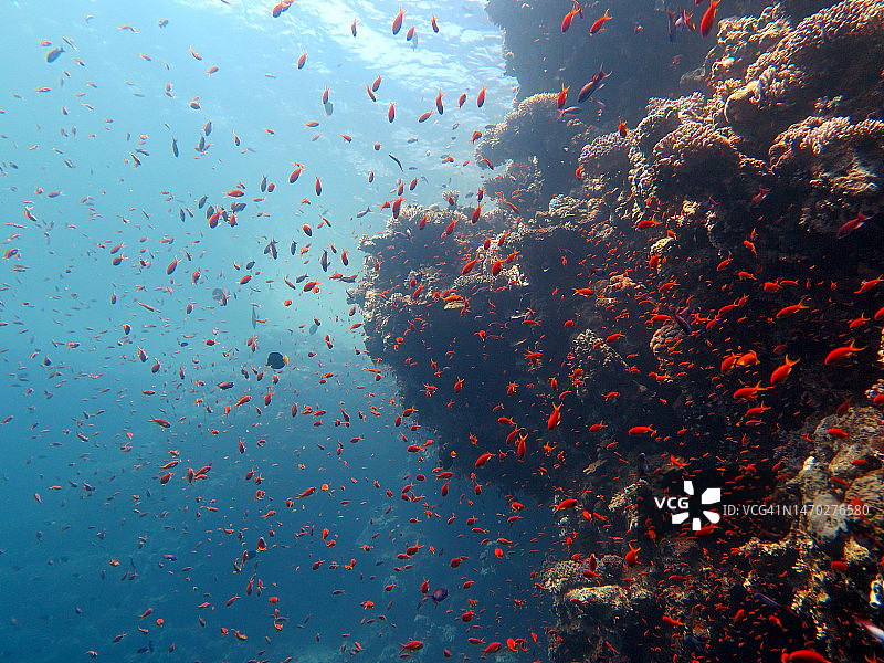 埃及南西奈省蓝洞潜水点的红海鱼和珊瑚礁图片素材