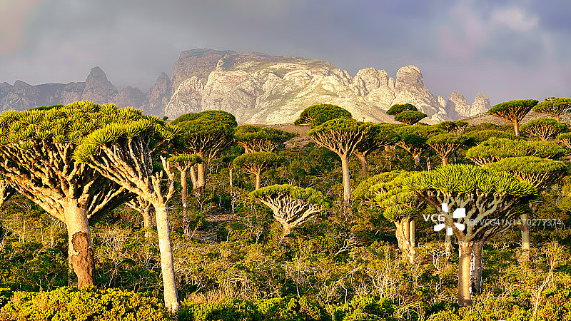索科特拉龙血树林图片素材