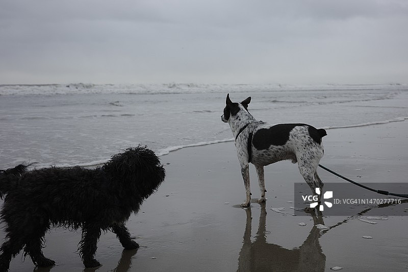 狗站在美国罗卡韦半岛海滩的岸边图片素材