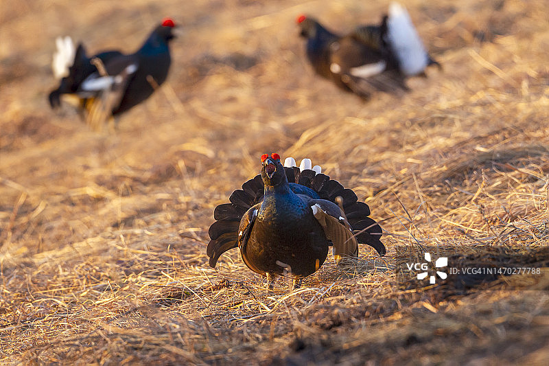 田野上的鸟类特写图片素材