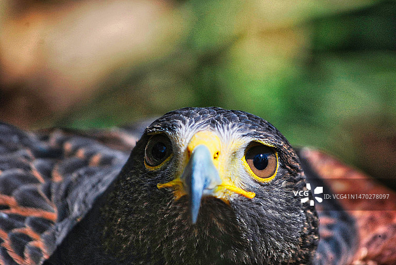 鹰的特写，墨西哥图片素材