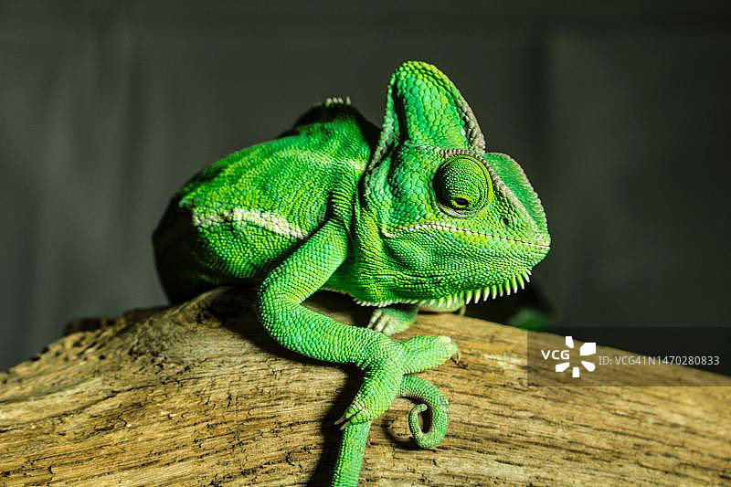 变色龙在木头上的特写，印度尼西亚图片素材