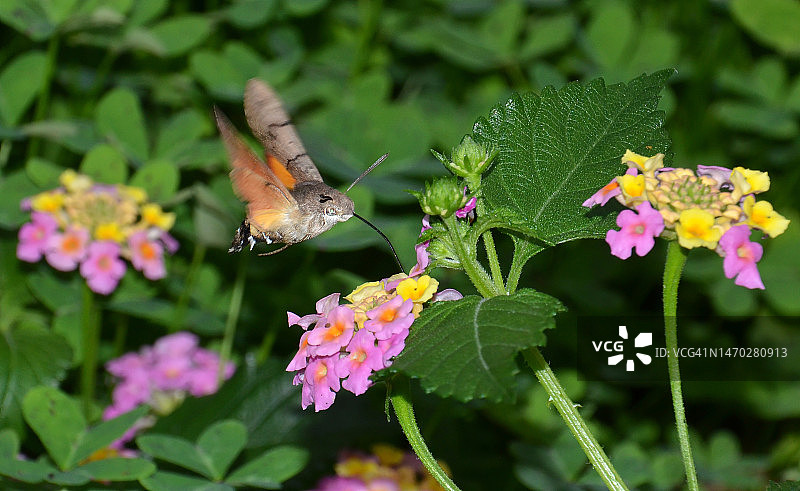蝴蝶在粉色花朵上采蜜特写，意大利图片素材