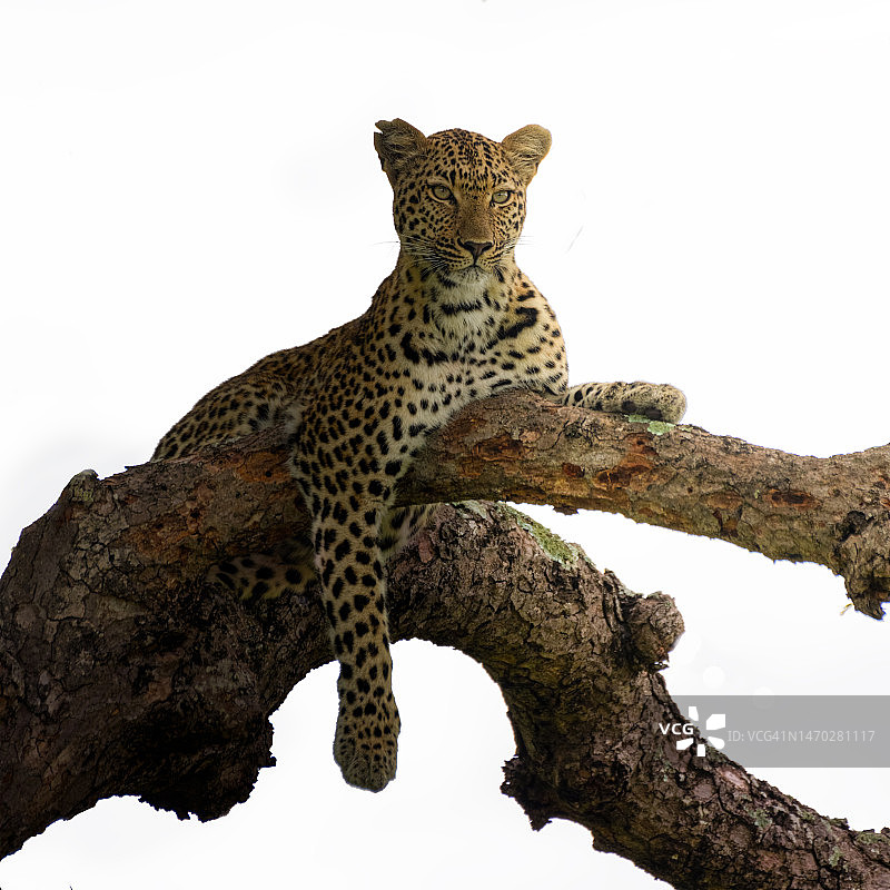 仰视：豹子栖息于树枝上图片素材