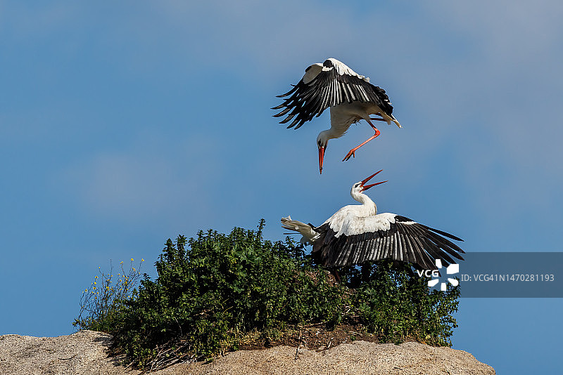 西班牙洛斯巴鲁埃科斯自然保护区：蓝天下飞翔的鸟群（低角度）图片素材