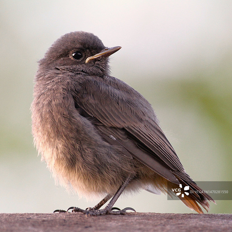 栖息在挡土墙上的鸣禽特写图片素材