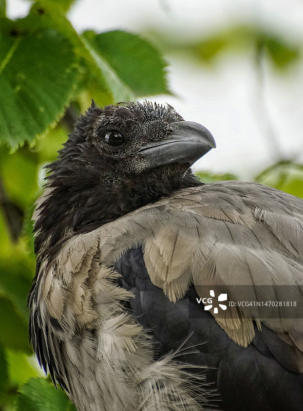 户外栖息的小鸟特写图片素材