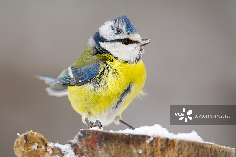 蓝山雀栖息在树枝上特写，罗马尼亚图片素材