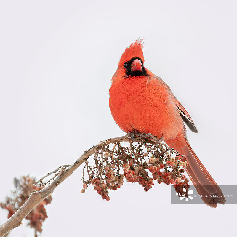 栖息在树枝上的北美红雀特写，加拿大安大略省伦敦图片素材