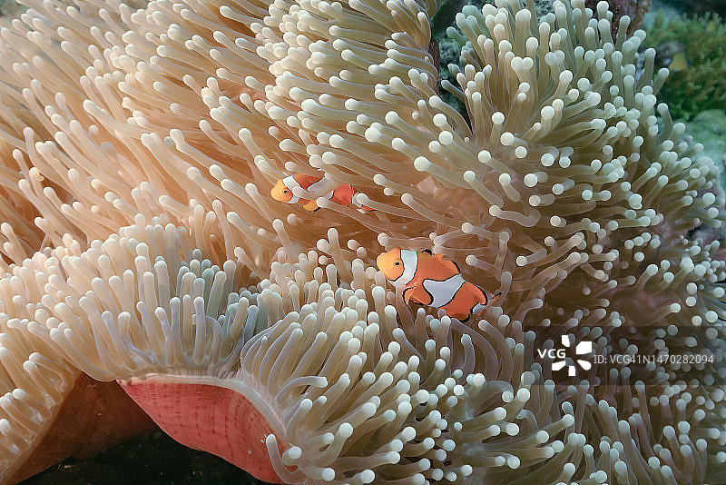 巴布亚新几内亚，海中珊瑚的特写图片素材