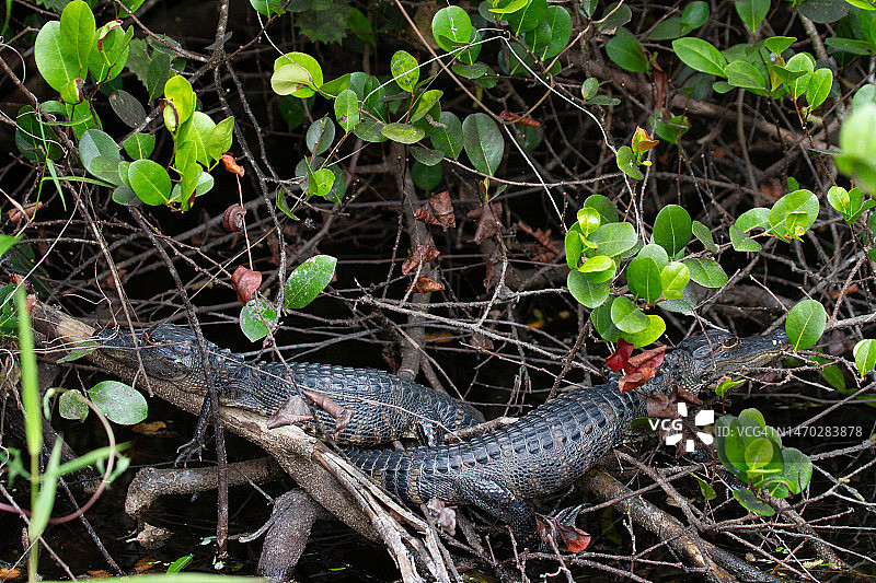 两条年轻的美洲鳄隐藏在植物中睡觉图片素材
