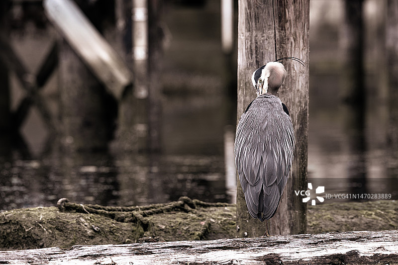 站立时梳理羽毛的大蓝鹭图片素材