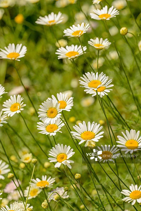 印度尼西亚田野上的黄色雏菊花特写图片素材
