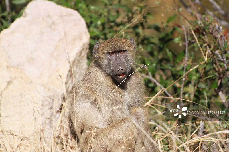 南非克鲁格国家公园狒狒坐于岩石上的肖像图片素材