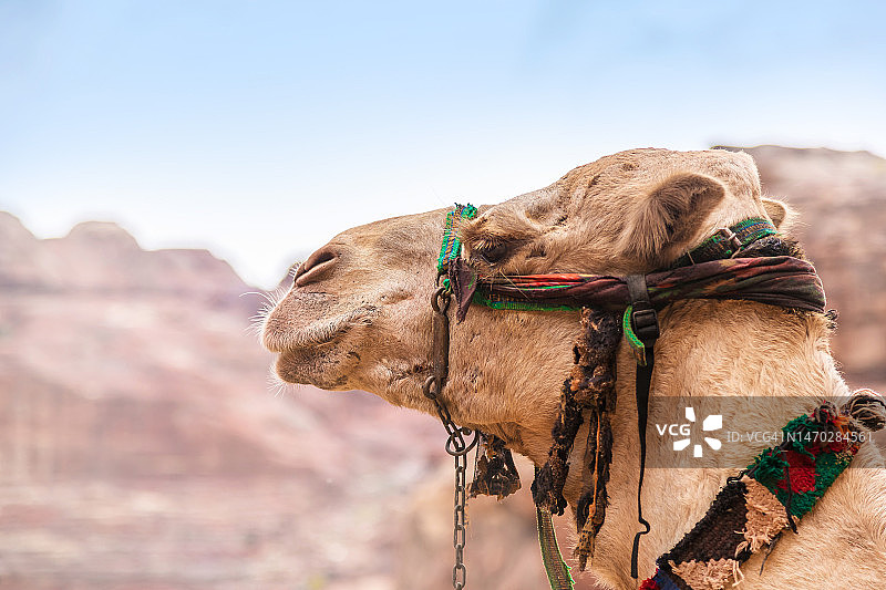 单峰骆驼图片素材