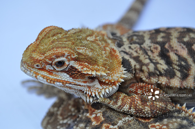 印度尼西亚岩石上胡须蜥蜴的特写图片素材