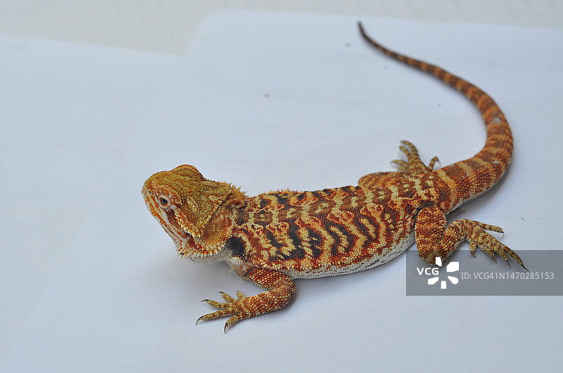 白色背景的胡须龙高角度景观，印度尼西亚图片素材