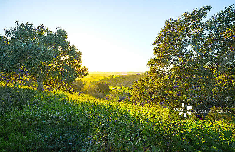 美国加利福尼亚州圣路易斯奥比斯波县，阳光穿过树枝的绿色山丘和野生花卉图片素材