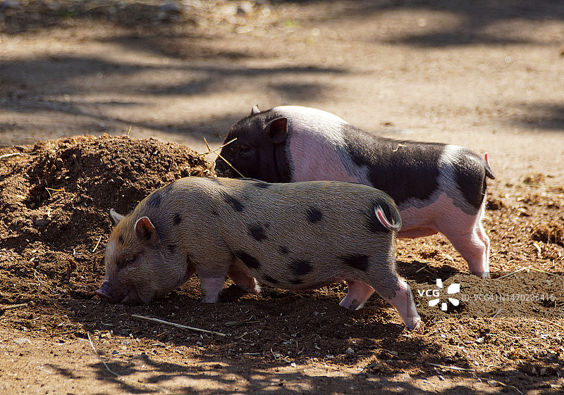 田野上两只迷你猪的特写图片素材