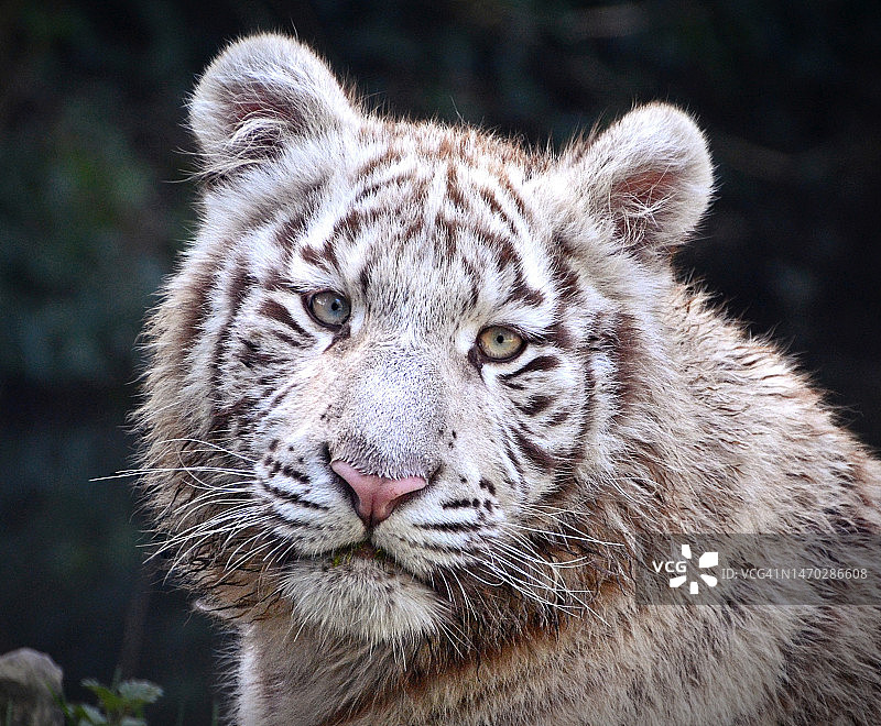 法国白色老虎的特写图片素材