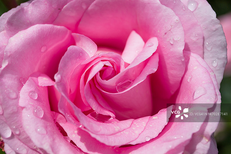 加拿大粉色湿玫瑰特写图片素材