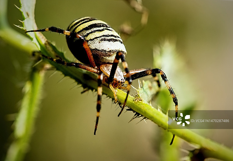 捷克植物上的昆虫特写图片素材