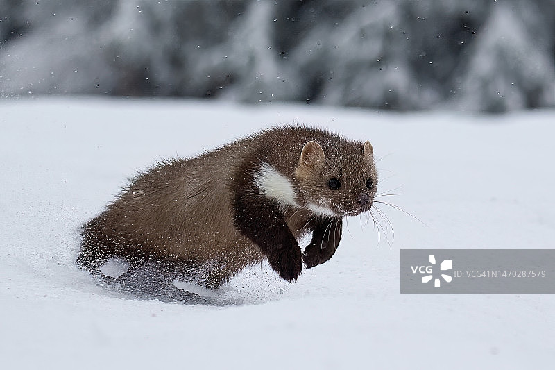 在雪地里奔跑的野生动物图片素材