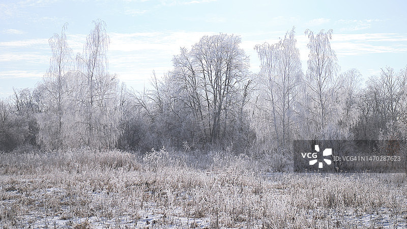 雪原上的树木，沃罗涅日，沃罗涅日州，俄罗斯图片素材