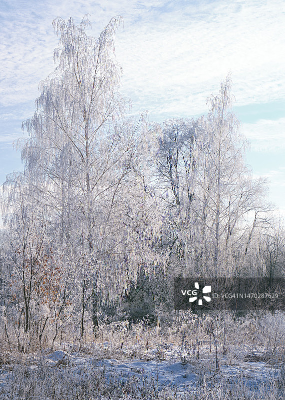 雪原上的树木，沃罗涅日，沃罗涅日州，俄罗斯图片素材