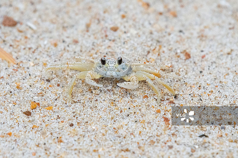 美国北卡罗来纳州埃文海滩沙滩上的螃蟹特写图片素材