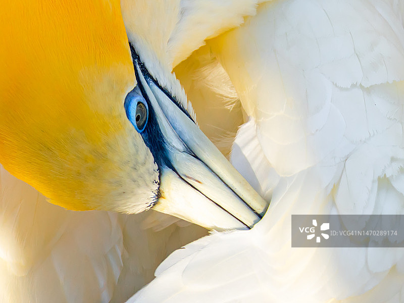 新西兰塘鹅特写图片素材