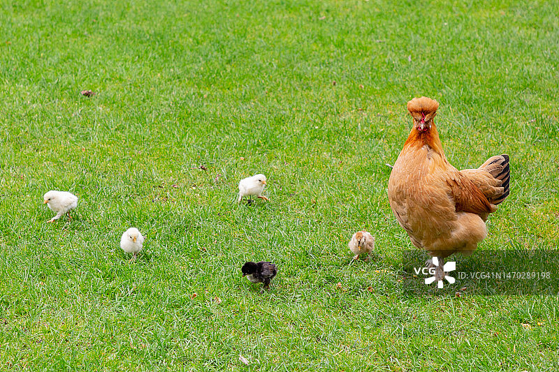 新西兰黑斯廷斯：田野里的鸡群高角度视图图片素材