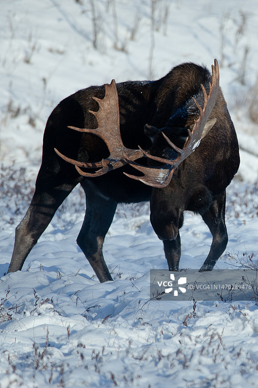 雪地里的马图片素材